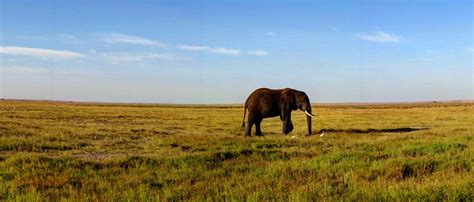 Amboseli National Park