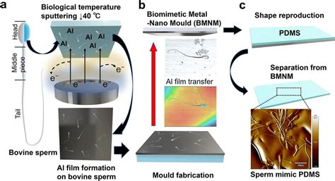 Schematic Illustration Of Fabrication Of Biomimetic Metal Nano Mould