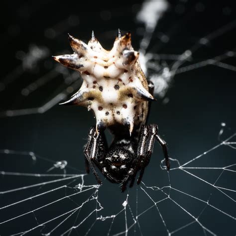 My neighbors gave me funny looks as I contorted my body to get this