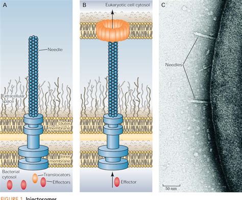 Figure 1 From Type III Secretion More Systems Than You Think