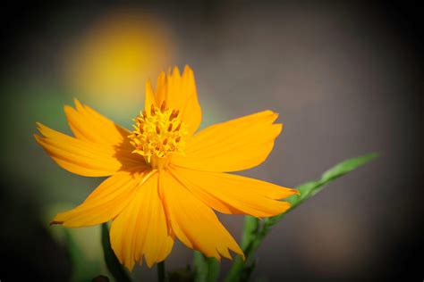 Glory In The Sun Photograph By Marshall Barth Pixels