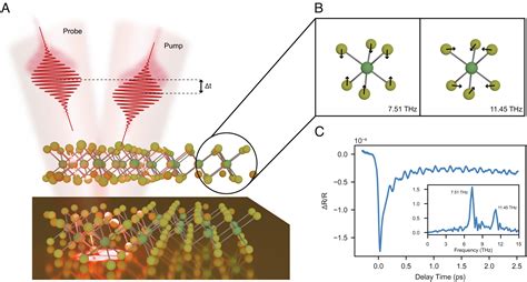 Coherent Detection Of Hidden Spinlattice Coupling In A Van Der Waals