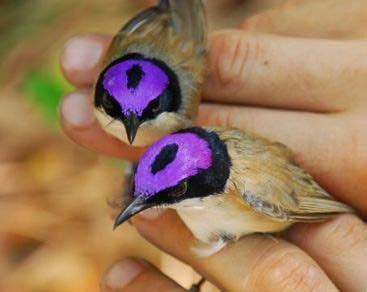 Purple Crowned Fairy Wren Pretty Birds Love Birds Beautiful Birds