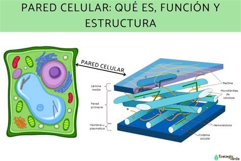 Pared celular: qué es, función y estructura - Resumen