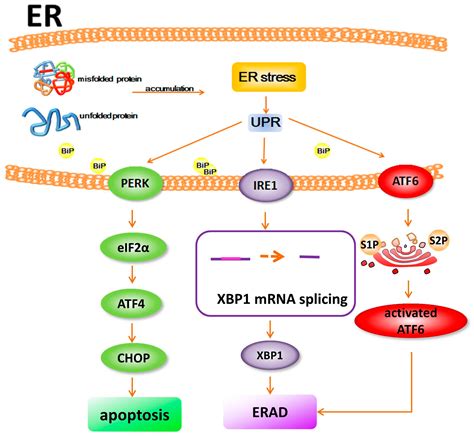 Ijms Free Full Text Neuroprotective Strategy In Retinal