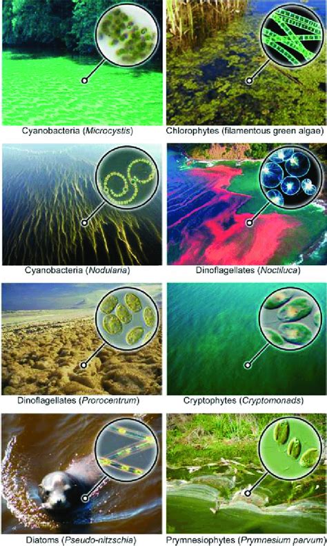 What Is Algal Bloom In Biology At Ruth Schreiner Blog