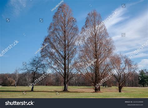 tall trees small trees  stock photo  shutterstock