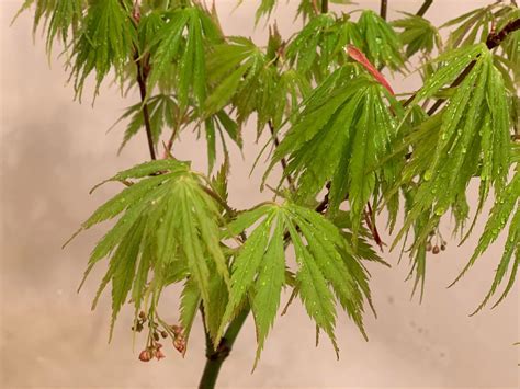 Buy Acer Palmatum Fascination Japanese Maple — Mr Maple │ Buy Japanese Maple Trees