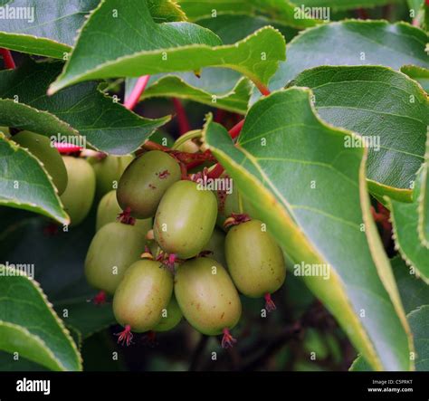 Hardy Kiwifruit Kiwifruits Actinidia Arguta Stock Photo Alamy