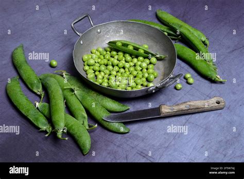 Green Peas In Pod Pea Pods Pisum Sativum Germany Stock Photo Alamy