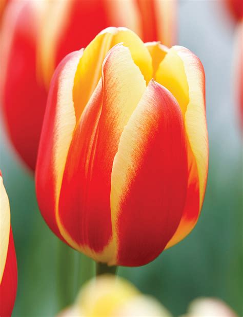 Tulip Hot Honey Rag Tesselaar
