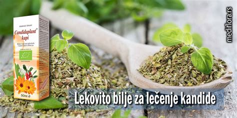 Lekovito Bilje Za Lečenje Kandide Mediflora