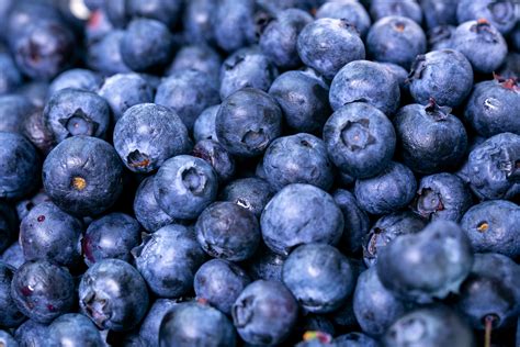 Close-Up Photo of Blueberries · Free Stock Photo