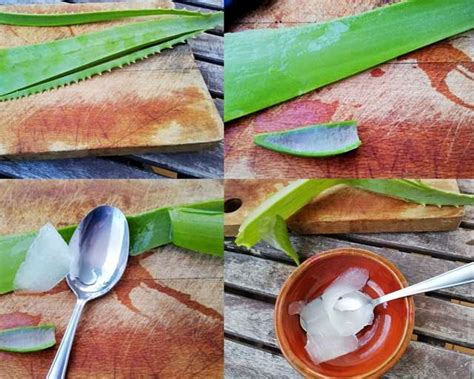 Gel Di Aloe Vera Fatto In Casa Preparazione E Conservazione