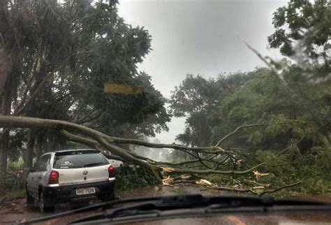 ALERTA Vento derruba árvore e interdita MS 376 entre Fátima do Sul e