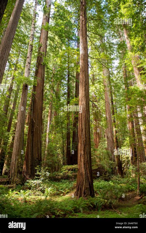 Redwood Forests Northern California Hi Res Stock Photography And Images