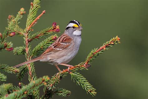 White-throated Sparrow 9