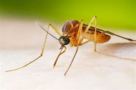 Mosquitoes No More New Research Could Help Control Infectious Pests