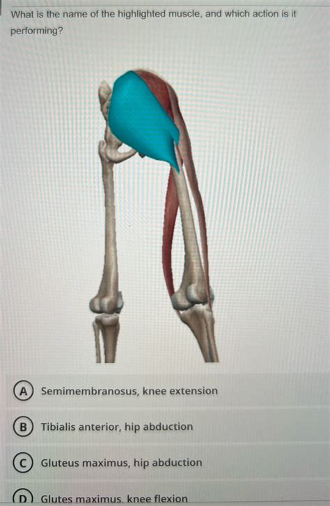 Solved What Is The Name Of The Highlighted Muscle And Which Action