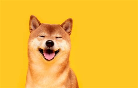 柴犬コインの「シバリウム」、運用開始──defiとゲームでの活用を期待 Coindesk Japan（コインデスク・ジャパン）