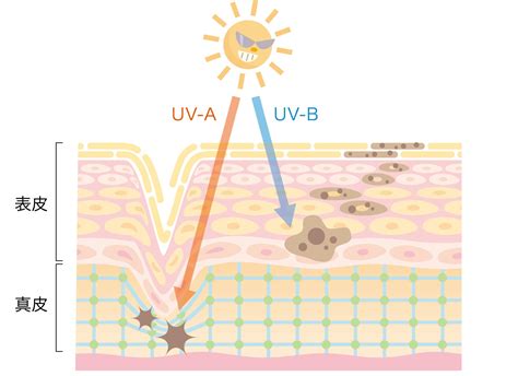 紫外線の量が1番多い時期はいつ？uva・uvb・uvcの違いを分かりやすく説明する！ Lovelog