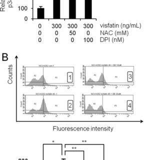 The Role Of Ros In Visfatin Activated Phosphorylation Of P Mapk In