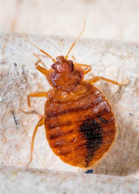 How To Find Bed Bugs During The Day 6 Tactics Get Rid Of Them The