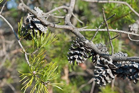 More Pine Cones In Lorton Va Pine Cones Cones Photography