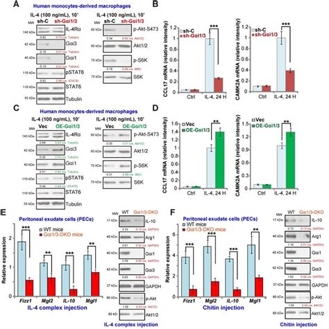 Requirement Of Gαi1 And Gαi3 In Interleukin 4 Induced Signaling