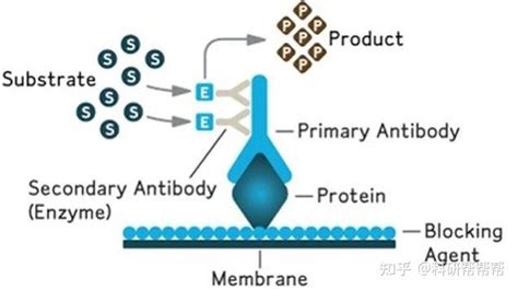 Western Blot 实验技术全攻略 知乎