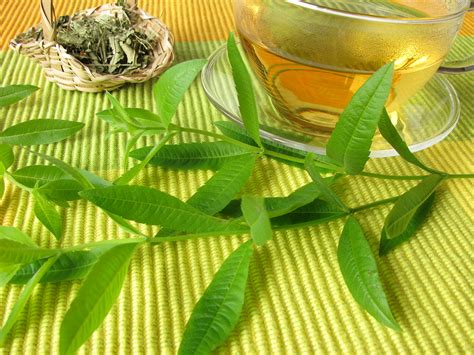 6 Lemon Verbena Uses And Benefits Selfdecode Supplements