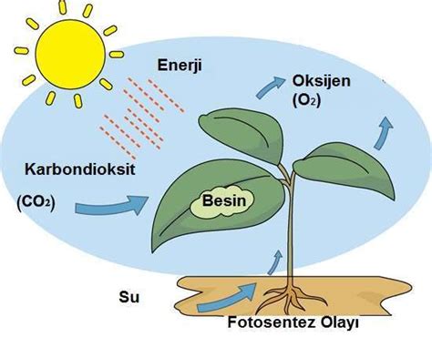 Ekosistemin Canlı Biyotik Bileşenleri Üreticiler Tüketiciler ve