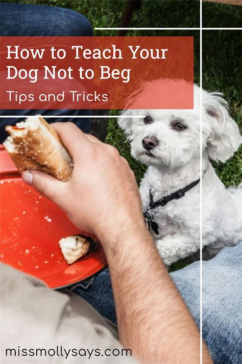 How To Teach Your Dog Not To Beg Tips And Tricks Dogs Stop Dog