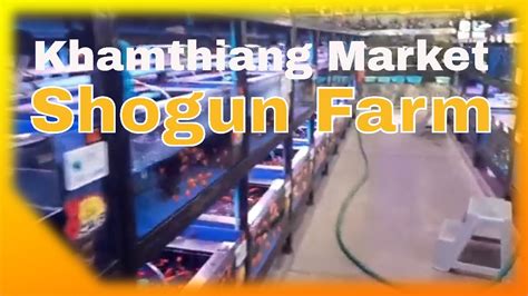 Explore Khamthiang Market Aquarium Shogun Farm In Chiang Mai Top