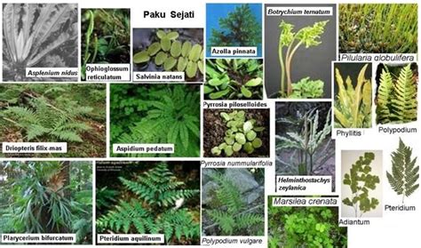 Klasifikasi Ciri Ciri Kingdom Plantae Dan Sistem Organ Pada