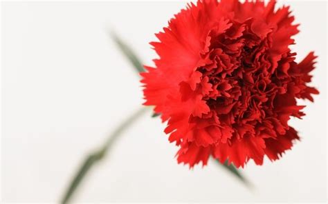 What Is the National Flower of Spain? Meet the Red Carnation