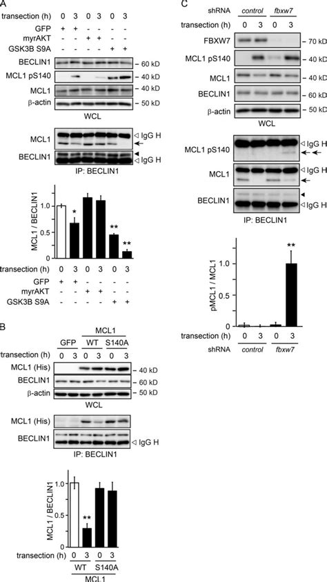 Gsk3b Mediated Phosphorylation Of Mcl1 Leads To Its Dissociation With