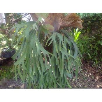 Jual KIDANG KIDANGAN ~ Platycerium coronarium ~ Indonesian Tanaman ...