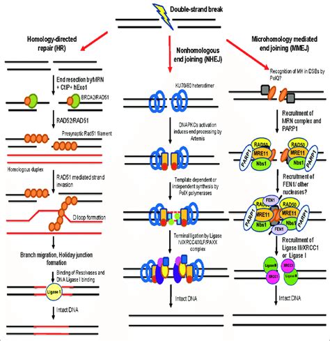 Schematic Showing Double Strand Break Repair Pathways In Mammalian