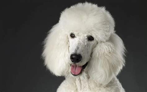 Poodle Dog Breed Information & Characteristics