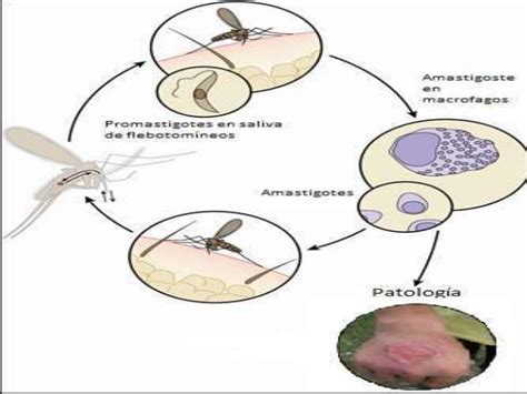 Ciclo De Vida Leishmania Sp