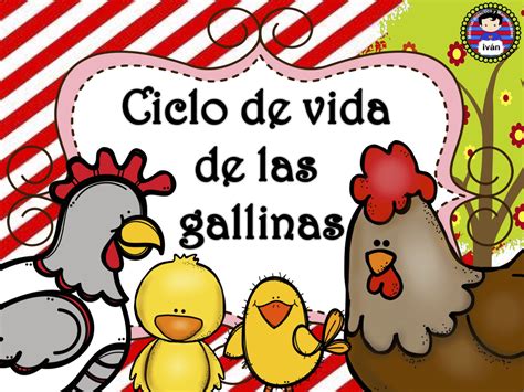 Ciclo De La Vida De Las Gallinas Orientacion Andujar