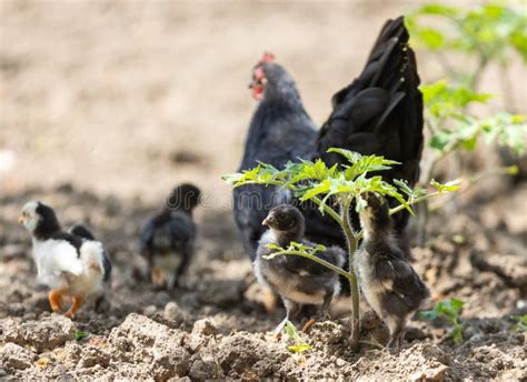 A Hen A Brood Hen With Chickens Stock Image Image Of Baby Chicken