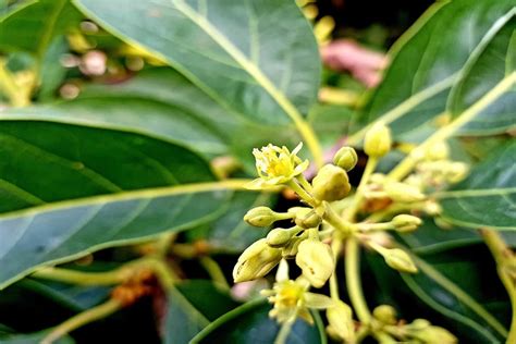 How Do I Get My Avocado Tree To Flower