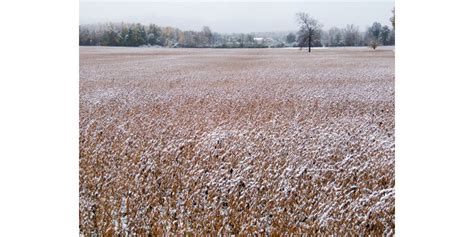 Relationship Between Soy Maturity Group And Yield Morning Ag Clips