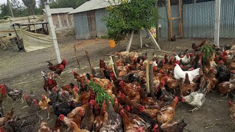 Poultry Farming In Kenya Kuroiller F1 Breed Youtube