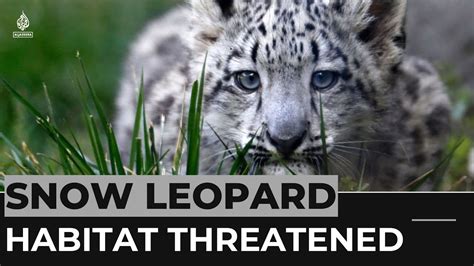 Snow Leopard Habitat In The Himalayas Threatened By Climate Change