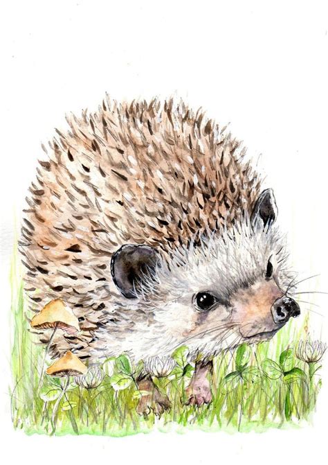 Hedgehog Illustration Painting Watercolor Art A4 Print Set Etsy