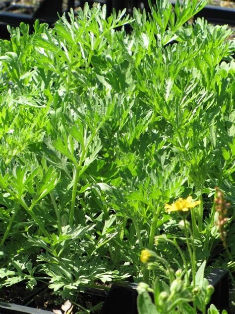 Bio Wermut Artemisia absinthium Asteraceae kaufen Naturkräutergarten