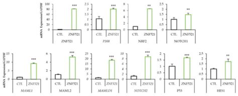 Ijms Free Full Text Zinc Finger Modulates The Nrf Notch